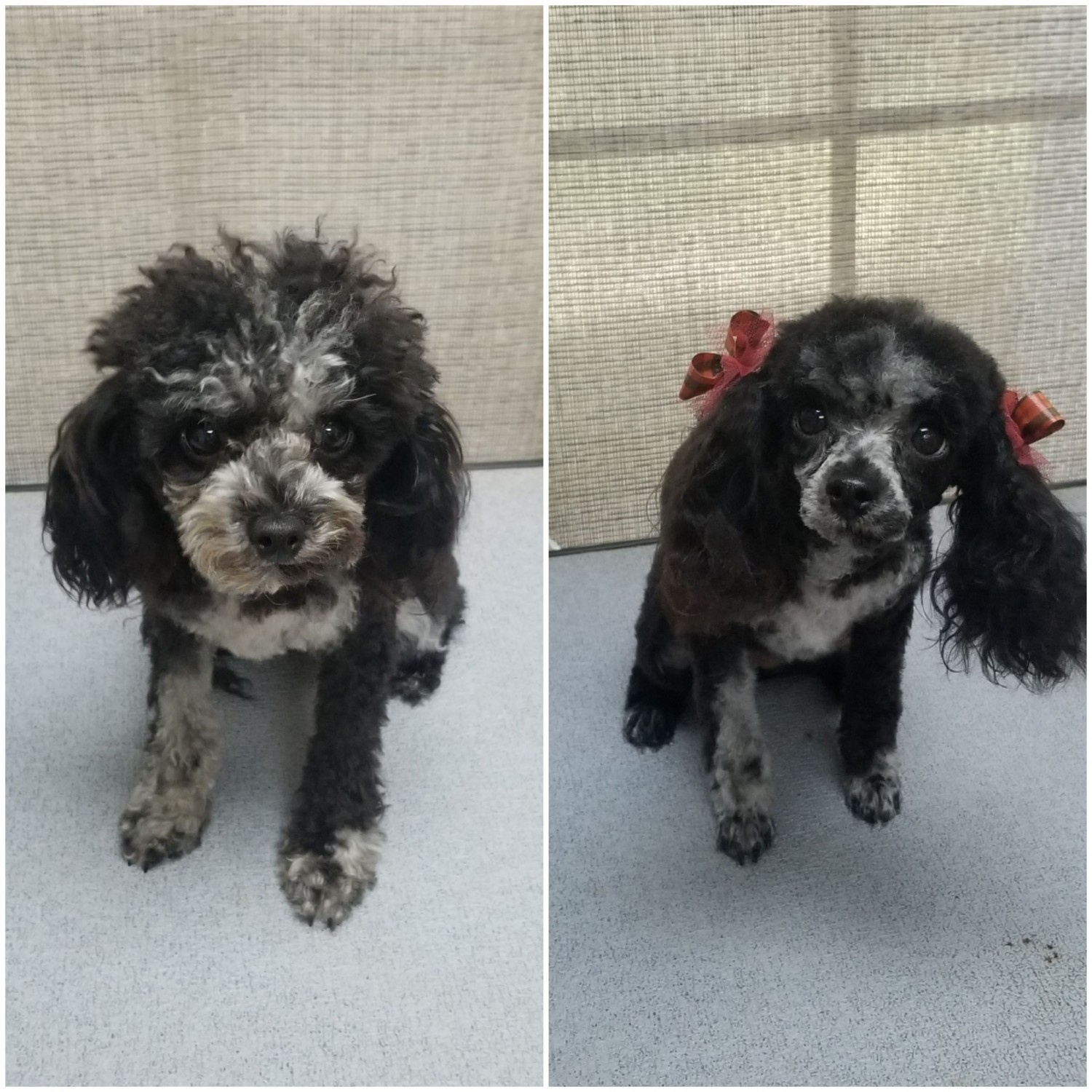 Grooming Bridge Street Animal Clinic Fort Worth, TX